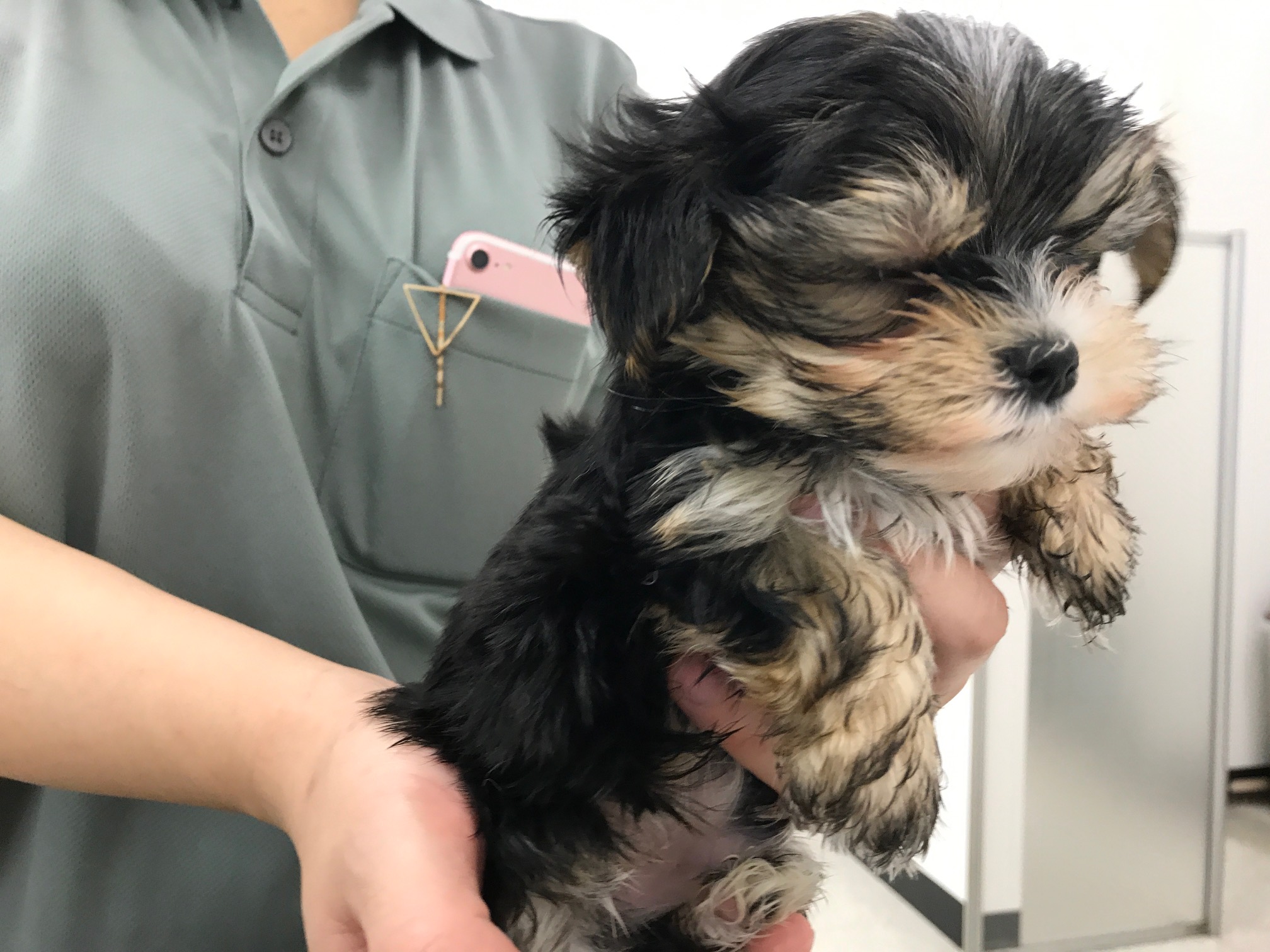 MIX(マルチーズ×ヨークシャーテリア) - マルワン鎌ヶ谷店