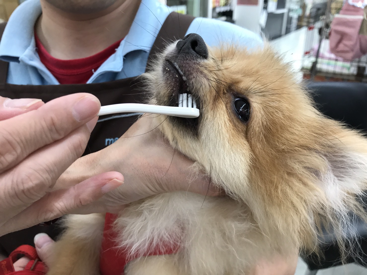 歯磨きだってお手のもの！ | ポメラニアン - マルワン港北NT店