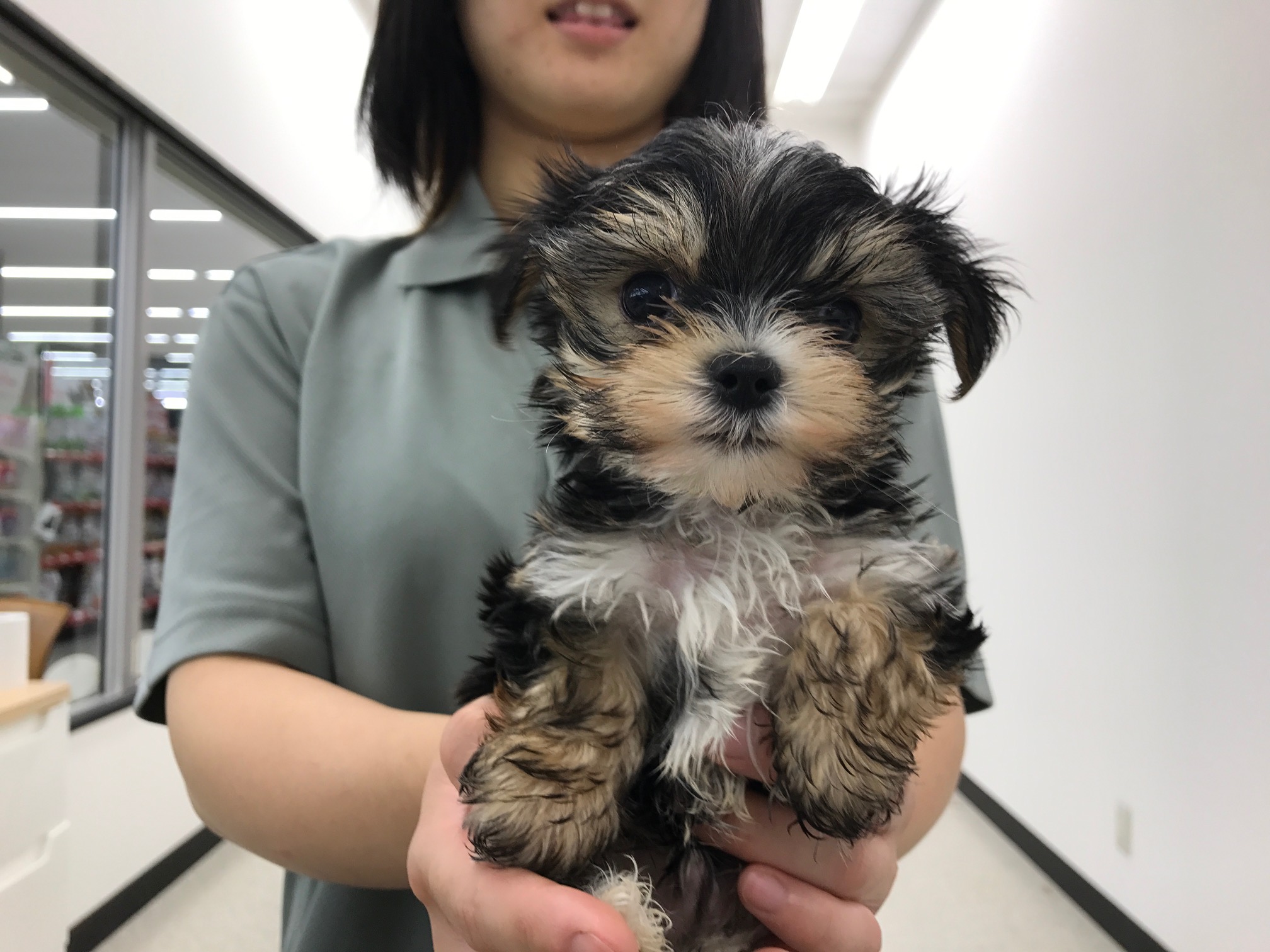 MIX(マルチーズ×ヨークシャーテリア) - マルワン鎌ヶ谷店