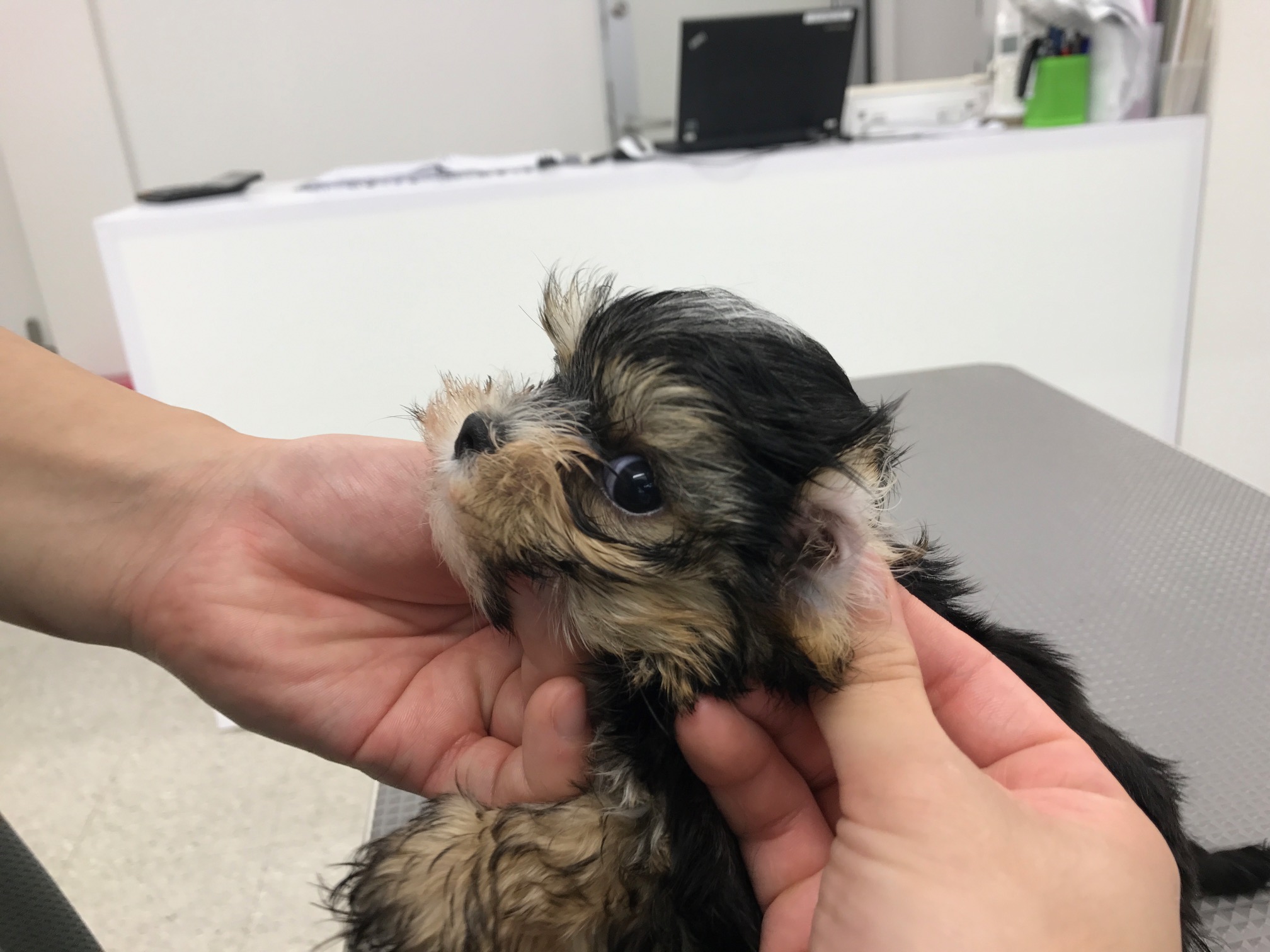 MIX(マルチーズ×ヨークシャーテリア) - マルワン鎌ヶ谷店