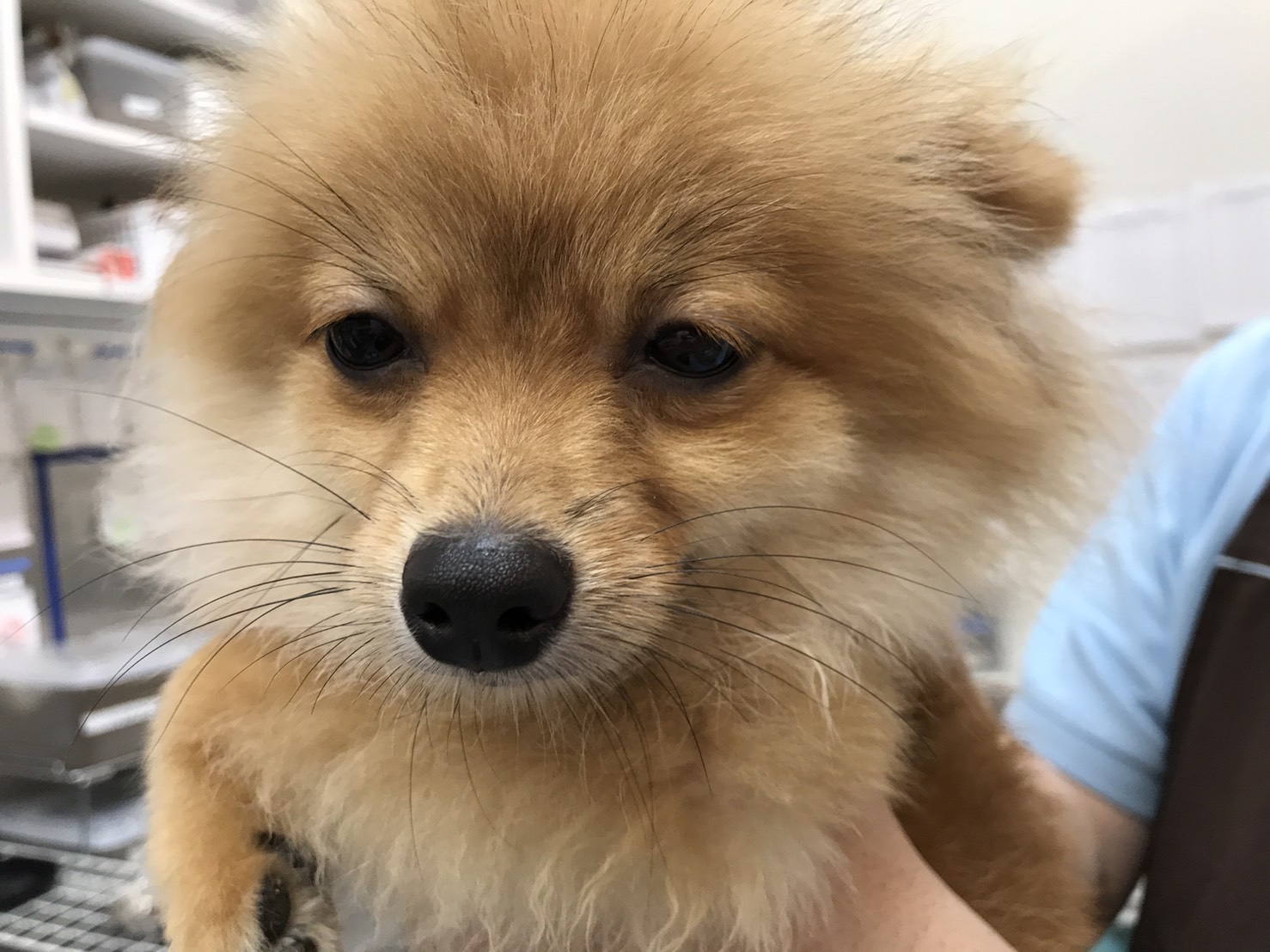 抜け毛は他の犬種より多いですか？ | ポメラニアン - マルワン港北NT店