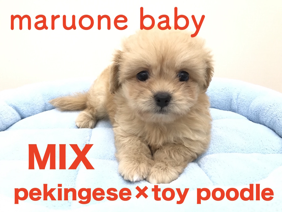 【ペキニーズ×トイプードル】奥深いMIXちゃんの魅力をご紹介しちゃいます！！：本羽田店オススメベイビーNo.512467