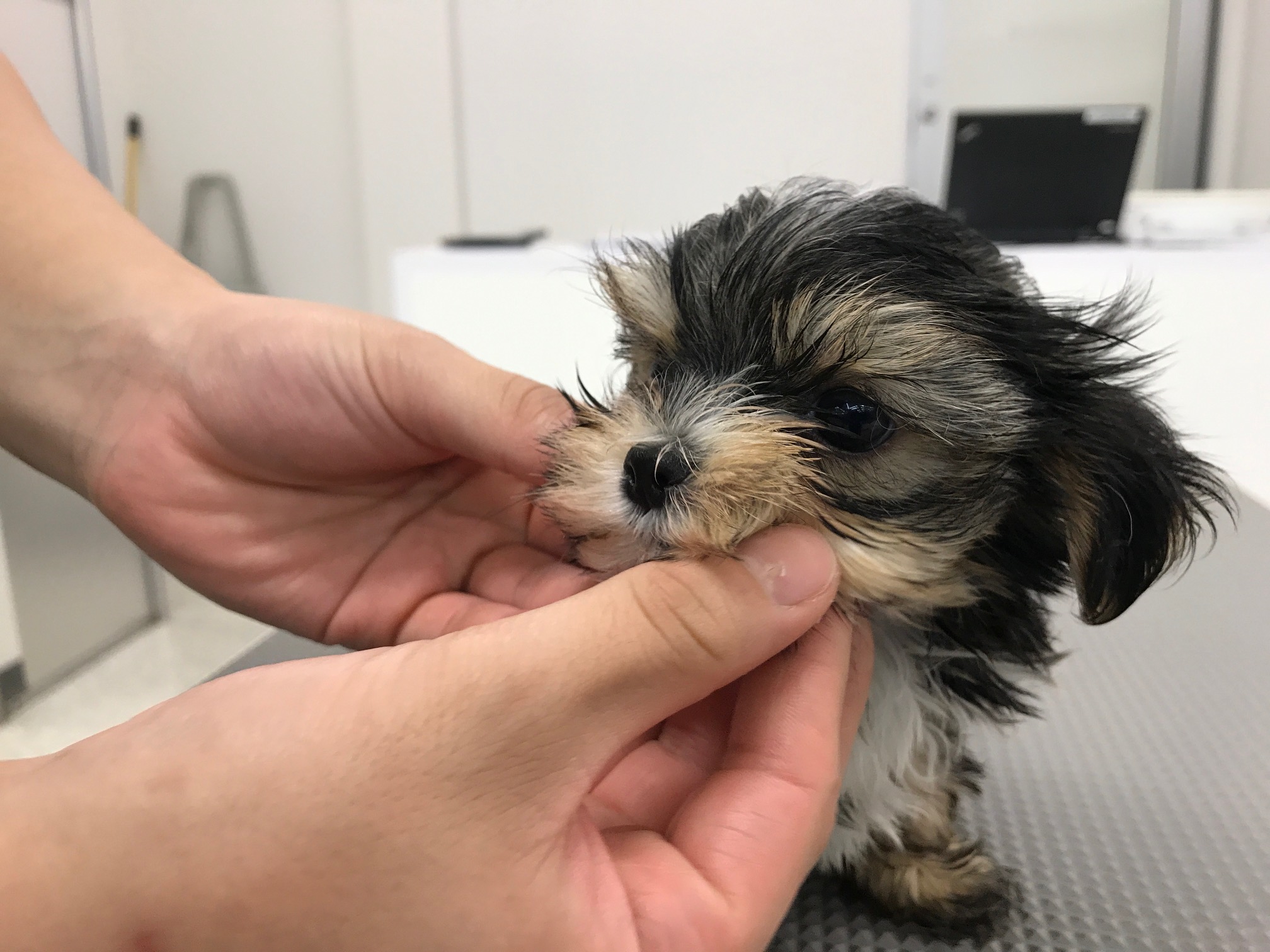 MIX(マルチーズ×ヨークシャーテリア) - マルワン鎌ヶ谷店