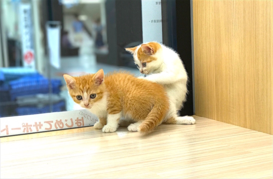 マンチカン ツインズ - マルワン今宿店
