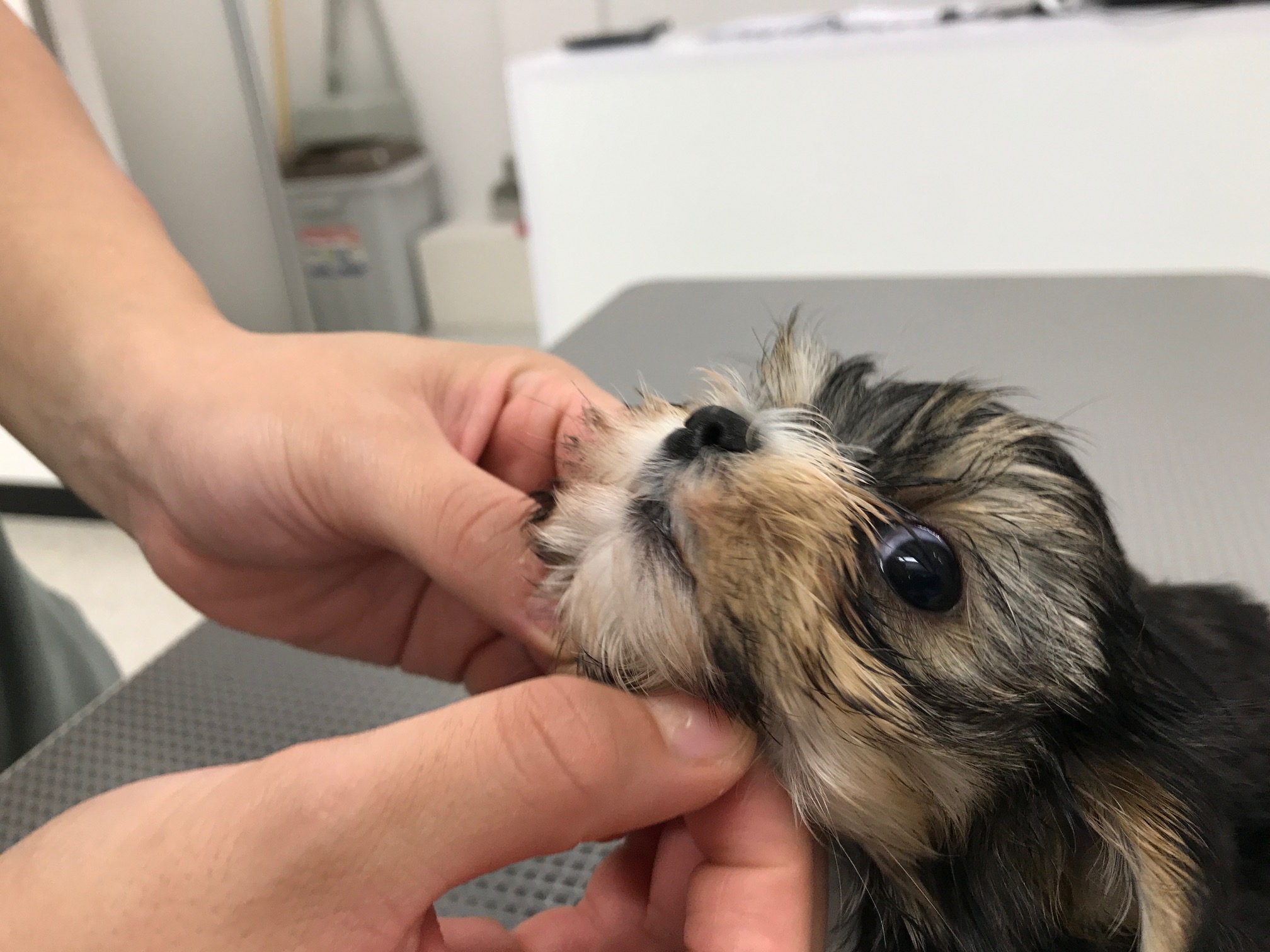 MIX(マルチーズ×ヨークシャーテリア) - マルワン鎌ヶ谷店