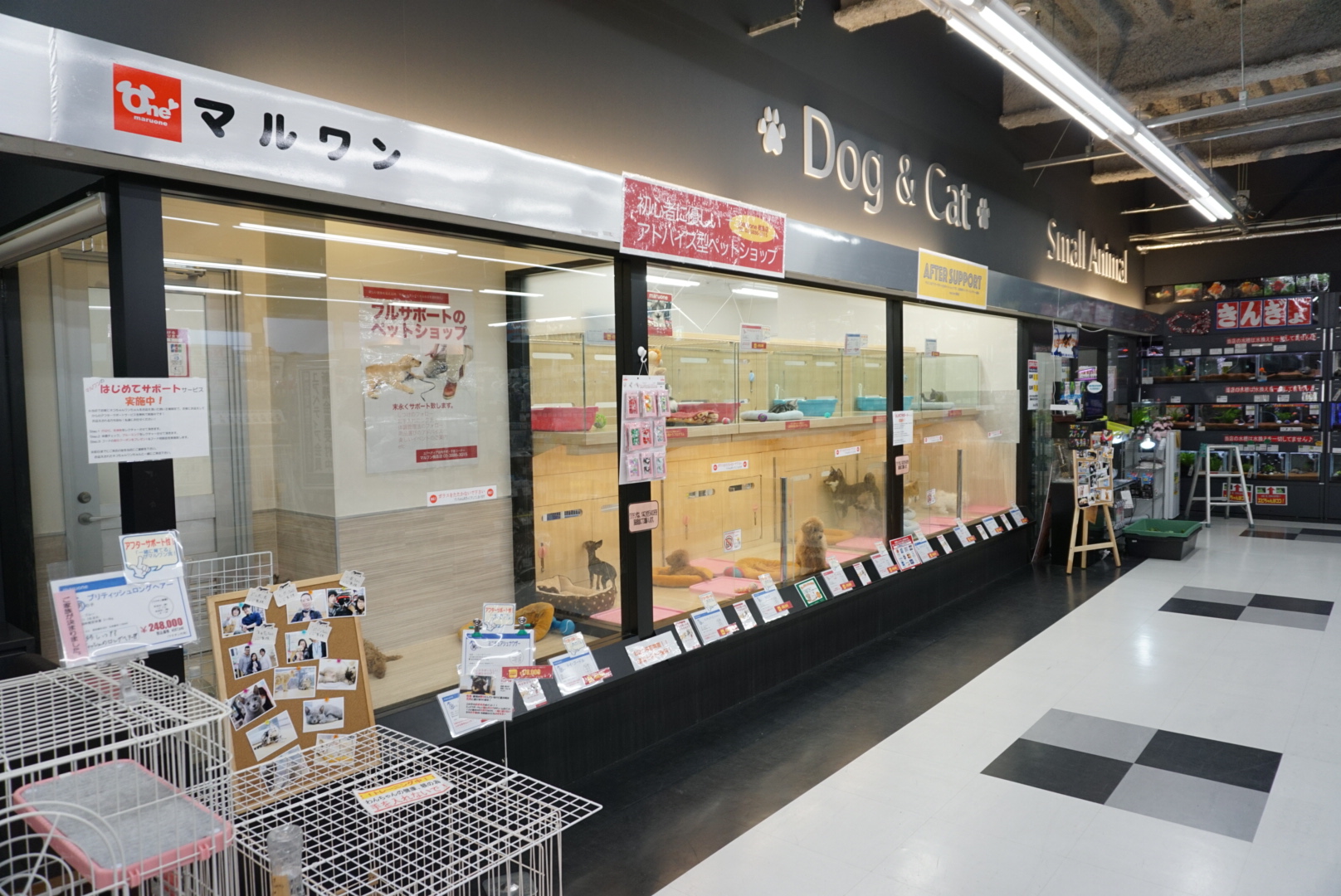 【スーパーセール】マルワン4店舗ゲリラ開催スタート!子犬&子猫が5〜1万円OFF!:今宿店・東日暮里店・梅島店・鎌ヶ谷店