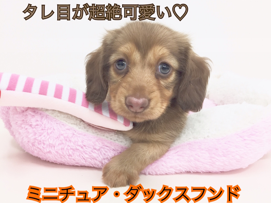 【ミニチュア・ダックスフント】たれ目がチャーミング！チョコレート色ののほほんワンコをご紹介♪：鶴見店オススメベイビーNo.713495