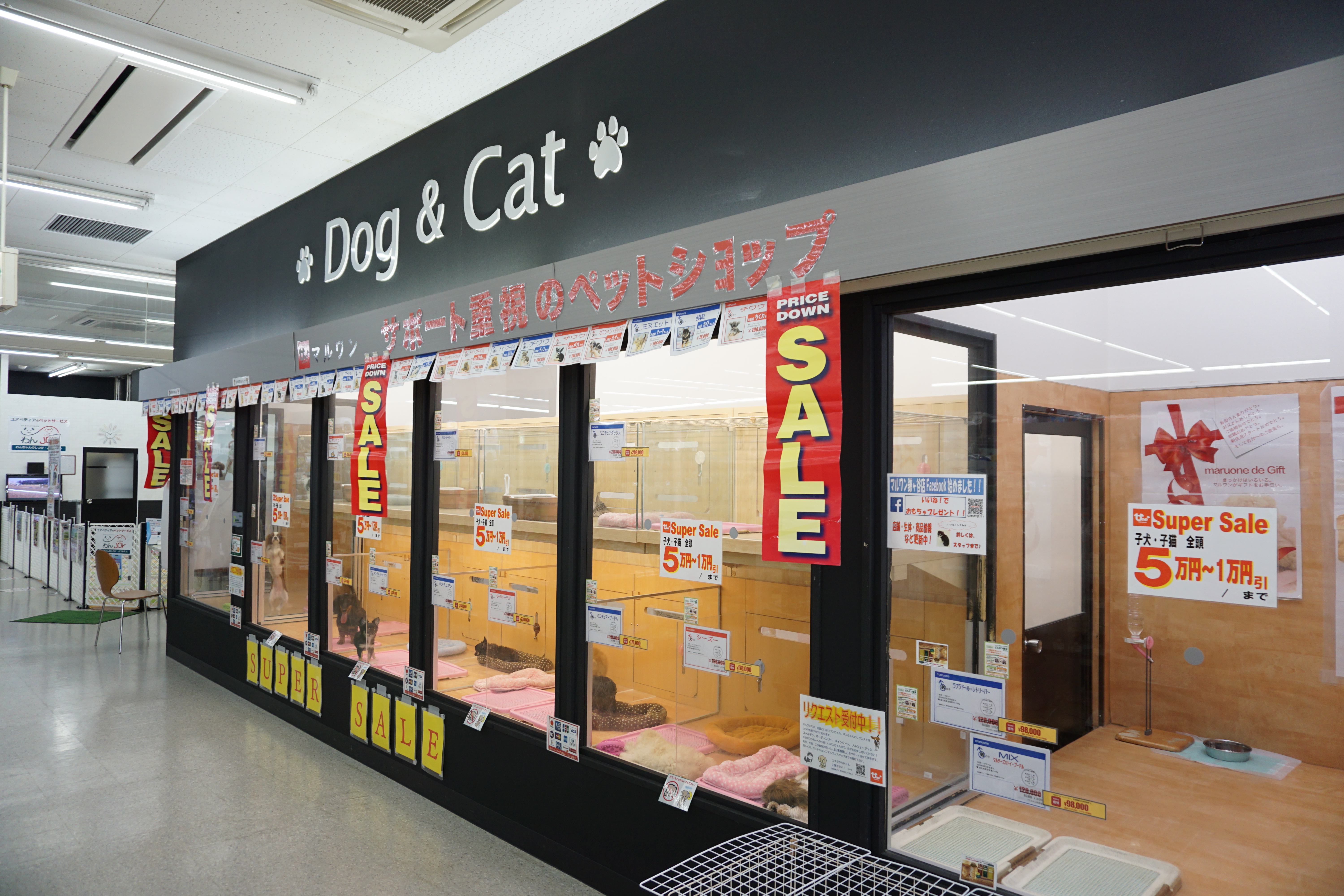 【スーパーセール】マルワン4店舗ゲリラ開催スタート!子犬&子猫が5〜1万円OFF!:今宿店・東日暮里店・梅島店・鎌ヶ谷店