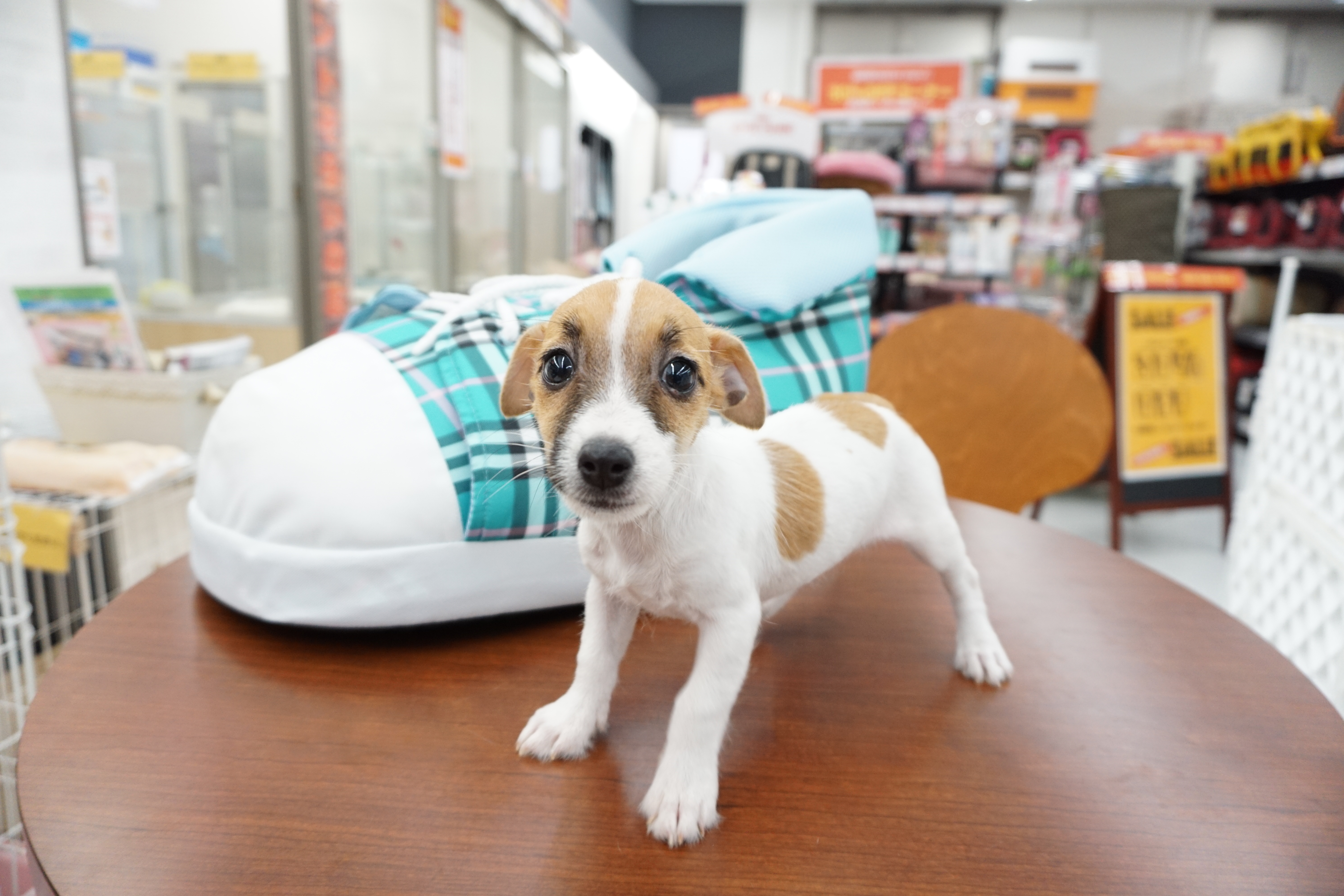 ジャック・ラッセル・テリア | マルワン東日暮里店