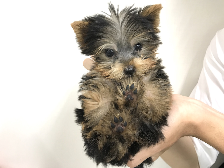 ヨークシャーテリア - マルワン梅島店