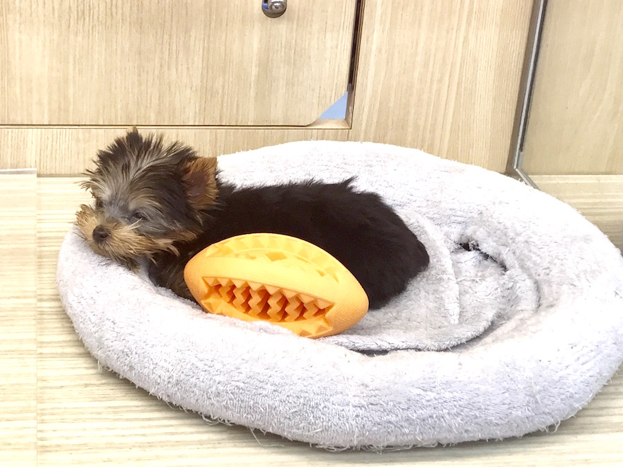 ヨークシャーテリア - マルワン梅島店