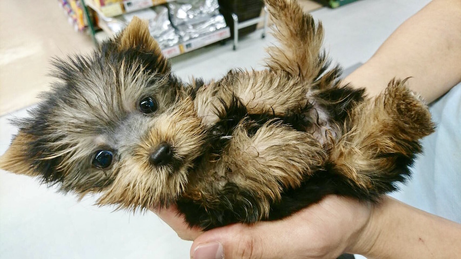 ヨークシャーテリア - マルワン梅島店