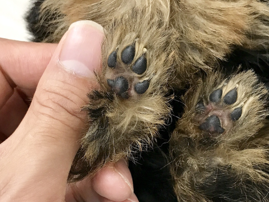 ヨークシャーテリア - マルワン梅島店