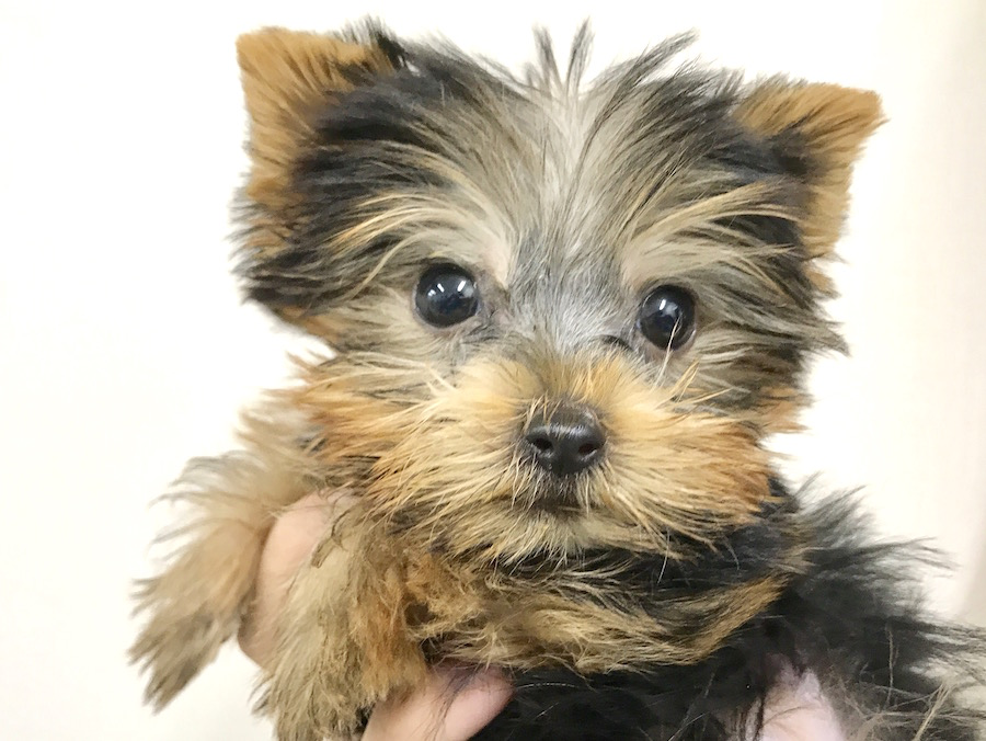 ヨークシャーテリア - マルワン梅島店