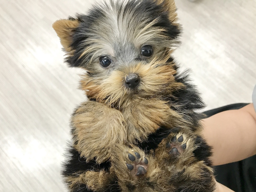 ヨークシャーテリア - マルワン梅島店