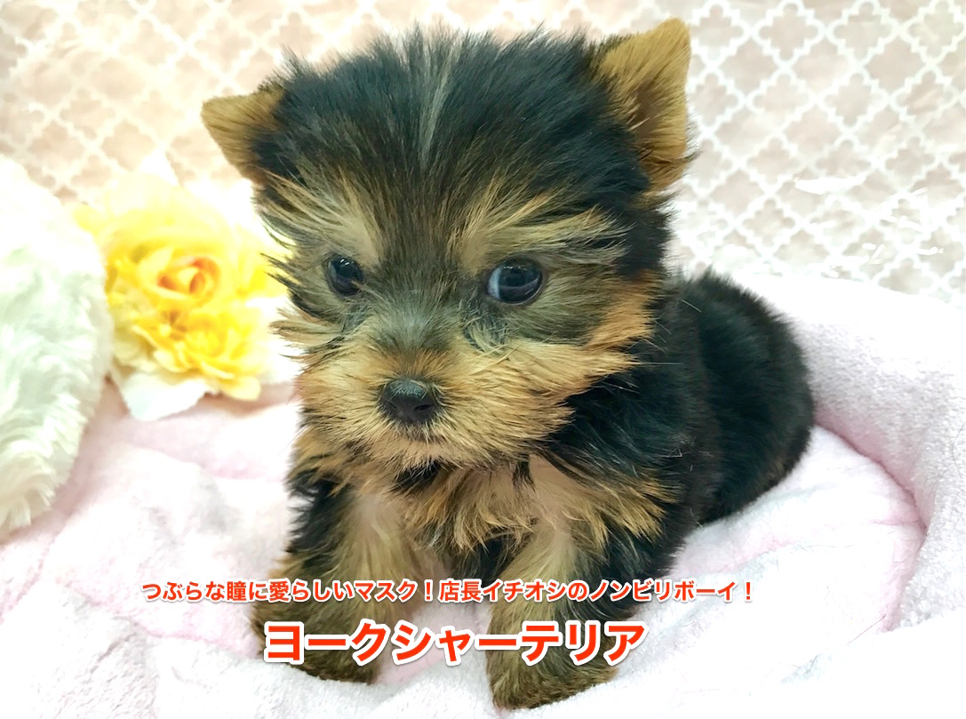 【ヨークシャーテリア】つぶらな瞳に甘いマスク!店長イチオシのノンビリボーイ!梅島店オススメベイビーNo.119071