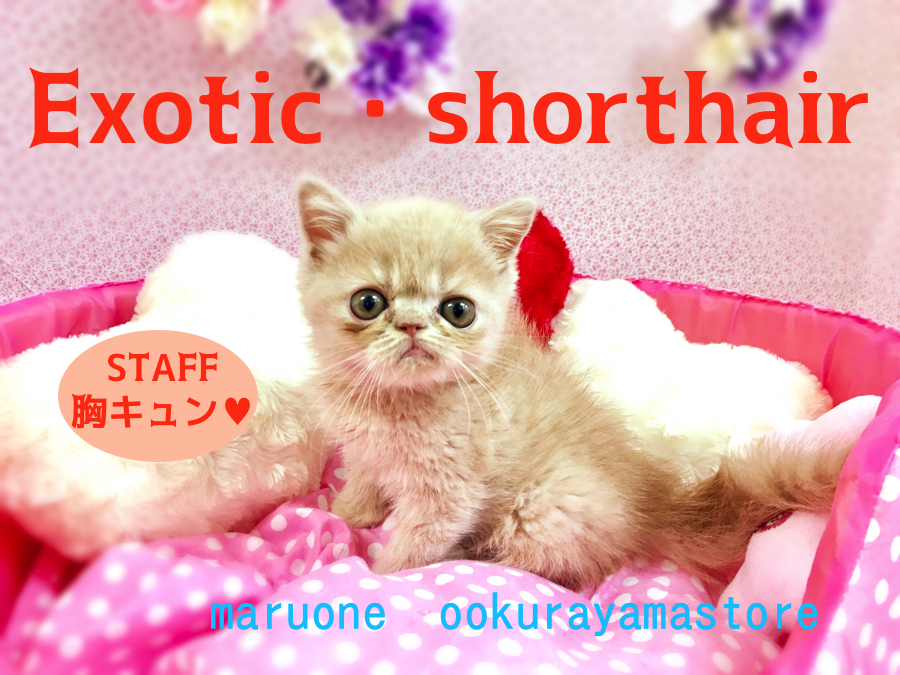 【エキゾチック・ショートヘア】スタッフ全員一目惚れ!!なぜかクセになる愛嬌たっぷりのエキゾチックショートヘア君♥：大倉山店PICK UPベイビーNo.6130591