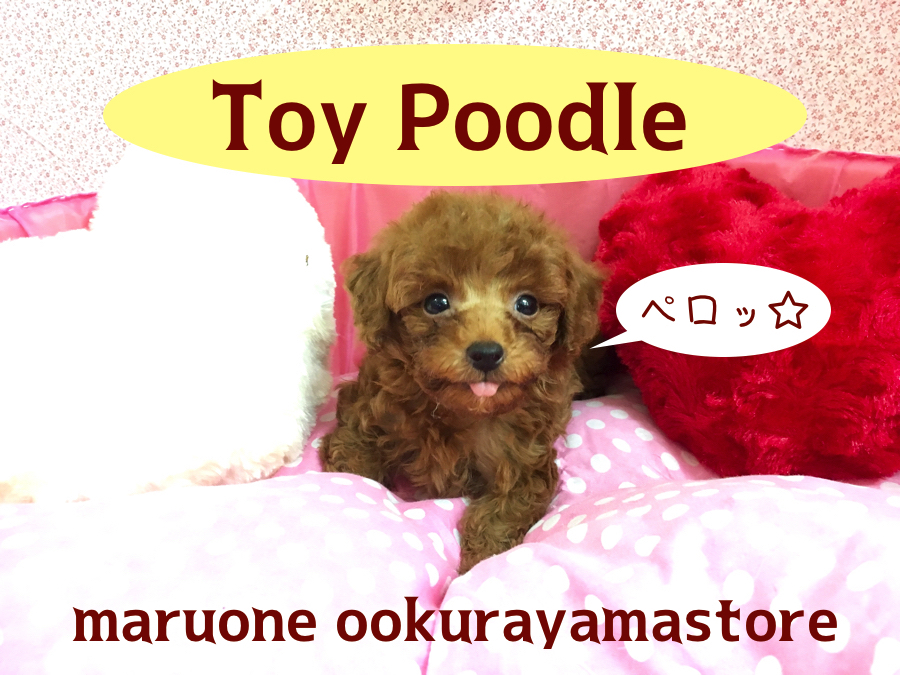 【トイ・プードル】足短めドワーフタイプ!愛されお人形さんボディで可愛さ爆発♥：大倉山店PICKUPベイビーNo.6130593