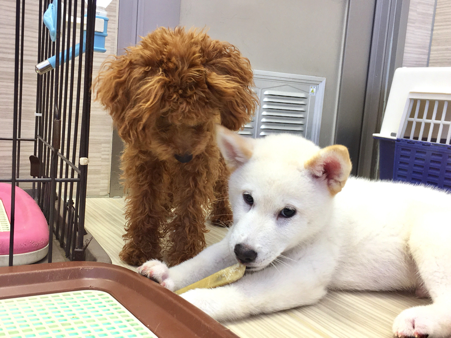 お友達のプーくんからおやつを横取りっ! | 白柴君の成長アルバム - マルワン大倉山店