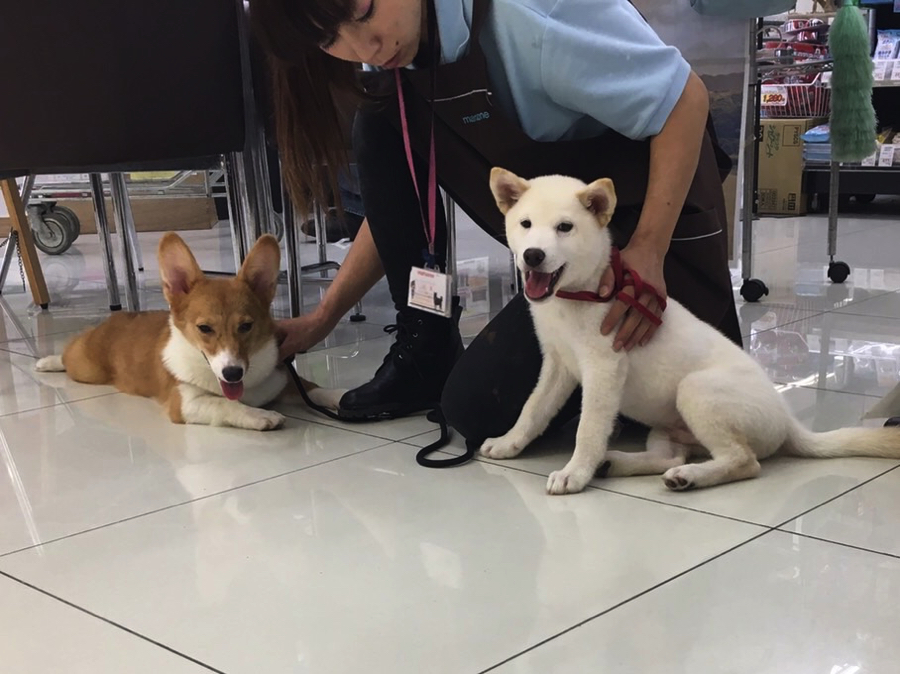 「おすわり」「ふせ」は完璧! | 白柴君の成長アルバム - マルワン大倉山店