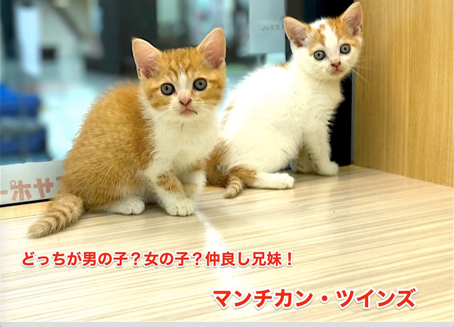 【マンチカン】どっちが男の子？女の子？仲良し兄妹が今宿店に電撃入店！！今宿店オススメベイビーNo.120067.120068