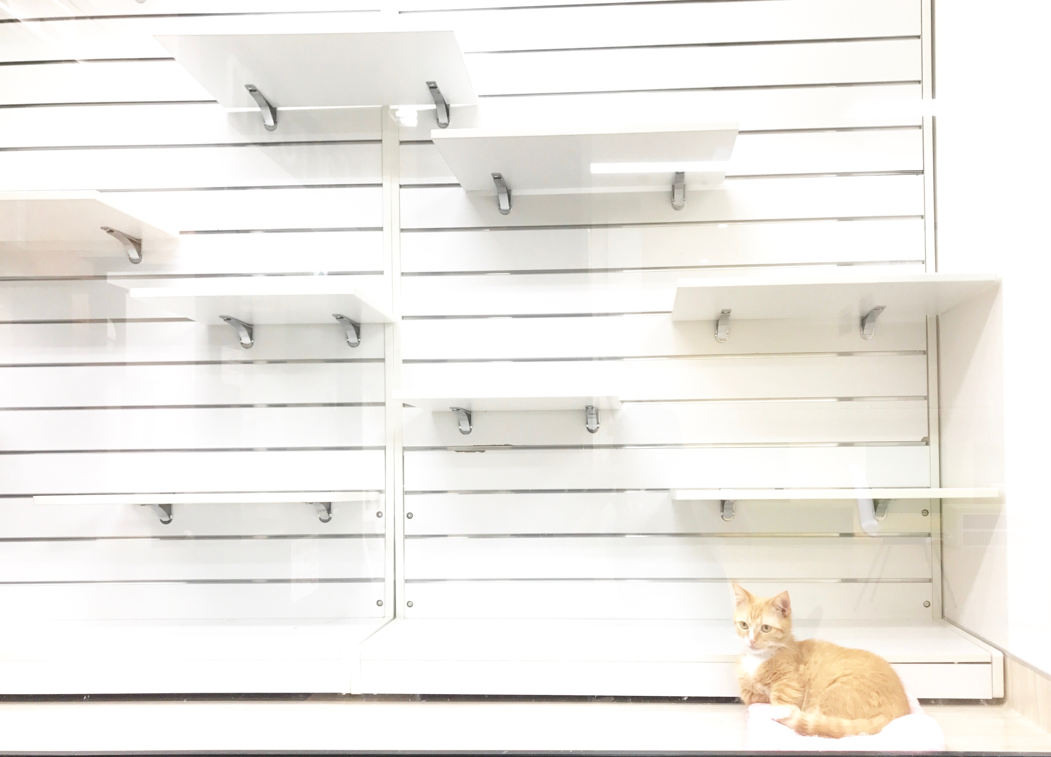 【スーパーセール】マルワン4店舗ゲリラ開催スタート!子犬&子猫が5〜1万円OFF!:今宿店・東日暮里店・梅島店・鎌ヶ谷店