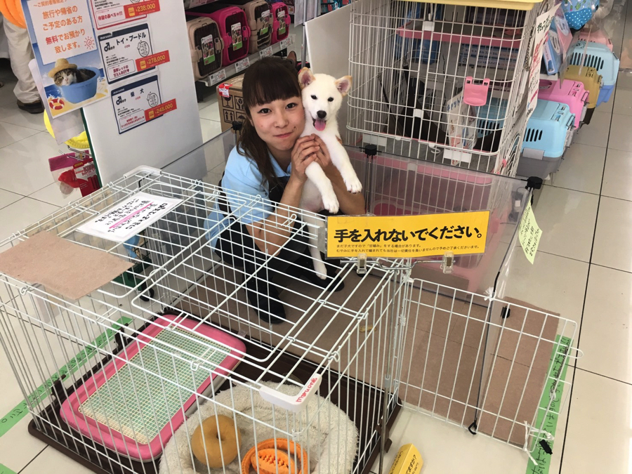 念願のお外デビュー | 白柴君の成長アルバム - マルワン大倉山店