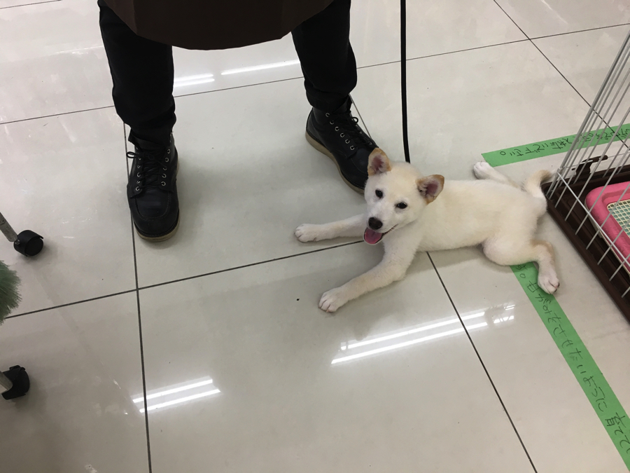 トレーニングも順調に進んでます | 白柴君の成長アルバム - マルワン大倉山店