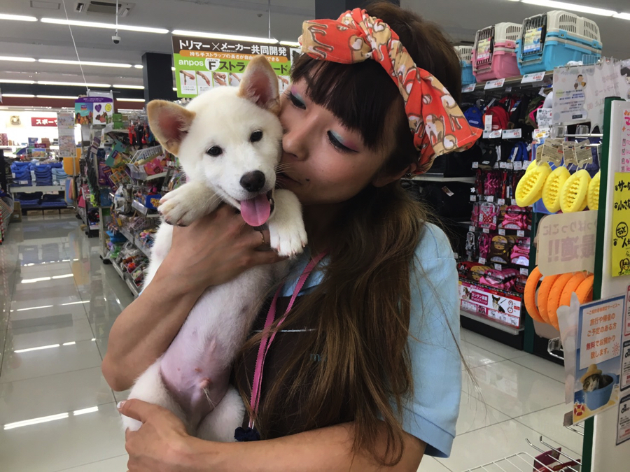 柴犬はツンデレ?! | 白柴君の成長アルバム - マルワン大倉山店
