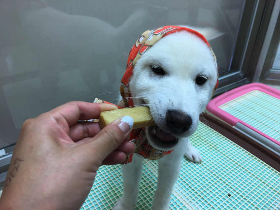 まちこかぶりなんて、余裕過ぎておやつ食べちゃいます♪ | 白柴君の成長アルバム - マルワン大倉山店