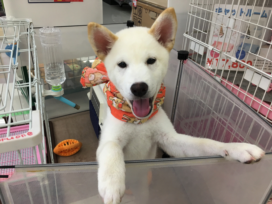 柴犬柄のバンダナおそろい♥ | 白柴君の成長アルバム - マルワン大倉山店
