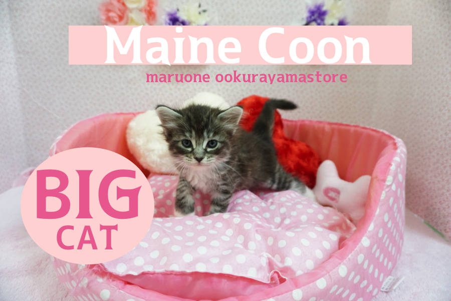 【メインクーン】存在感ばっちりの大型猫種!穏やかな巨人の愛称のメインクーンちゃん✦：大倉山店PICKUPベイビーNo.6130592