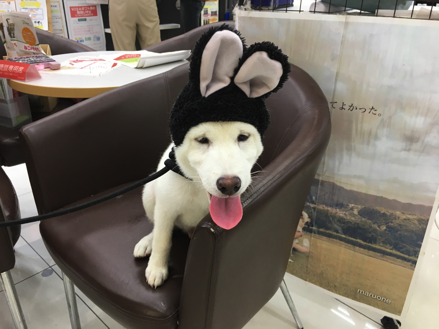 ウサギさん! | 白柴君の成長アルバム - マルワン大倉山店