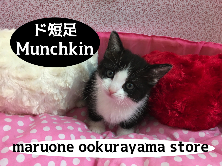 【マンチカン】タキシード姿の短足ジェントルマン♥スキンシップ大好きな甘えん坊マンチカン君!：大倉山店PICKUPベイビーNo.6130594