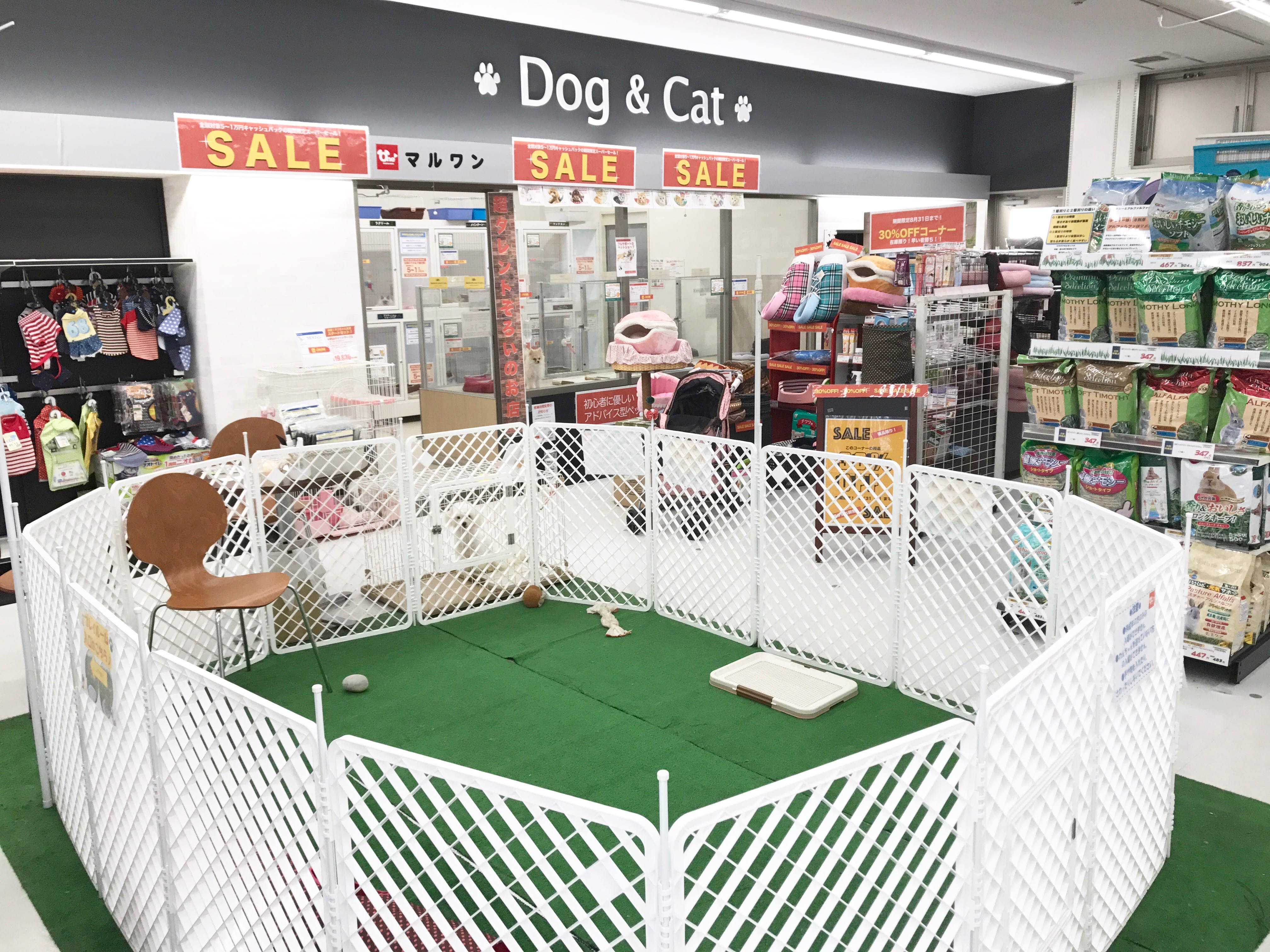 【スーパーセール】マルワン4店舗ゲリラ開催スタート!子犬&子猫が5〜1万円OFF!:今宿店・東日暮里店・梅島店・鎌ヶ谷店
