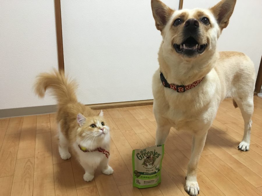 【多頭飼いコラム】5頭のわんにゃん大家族!大倉山店の店長に突撃インタビュー!：大倉山店発