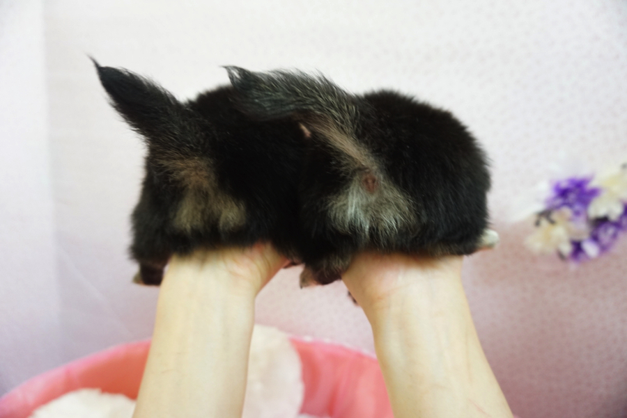 尻尾の向きまで揃えてくれて息ぴったりな二人です♥ 二人の見分け方講座〜後ろ姿編〜 | チワワ ツインズ - マルワン大倉山店