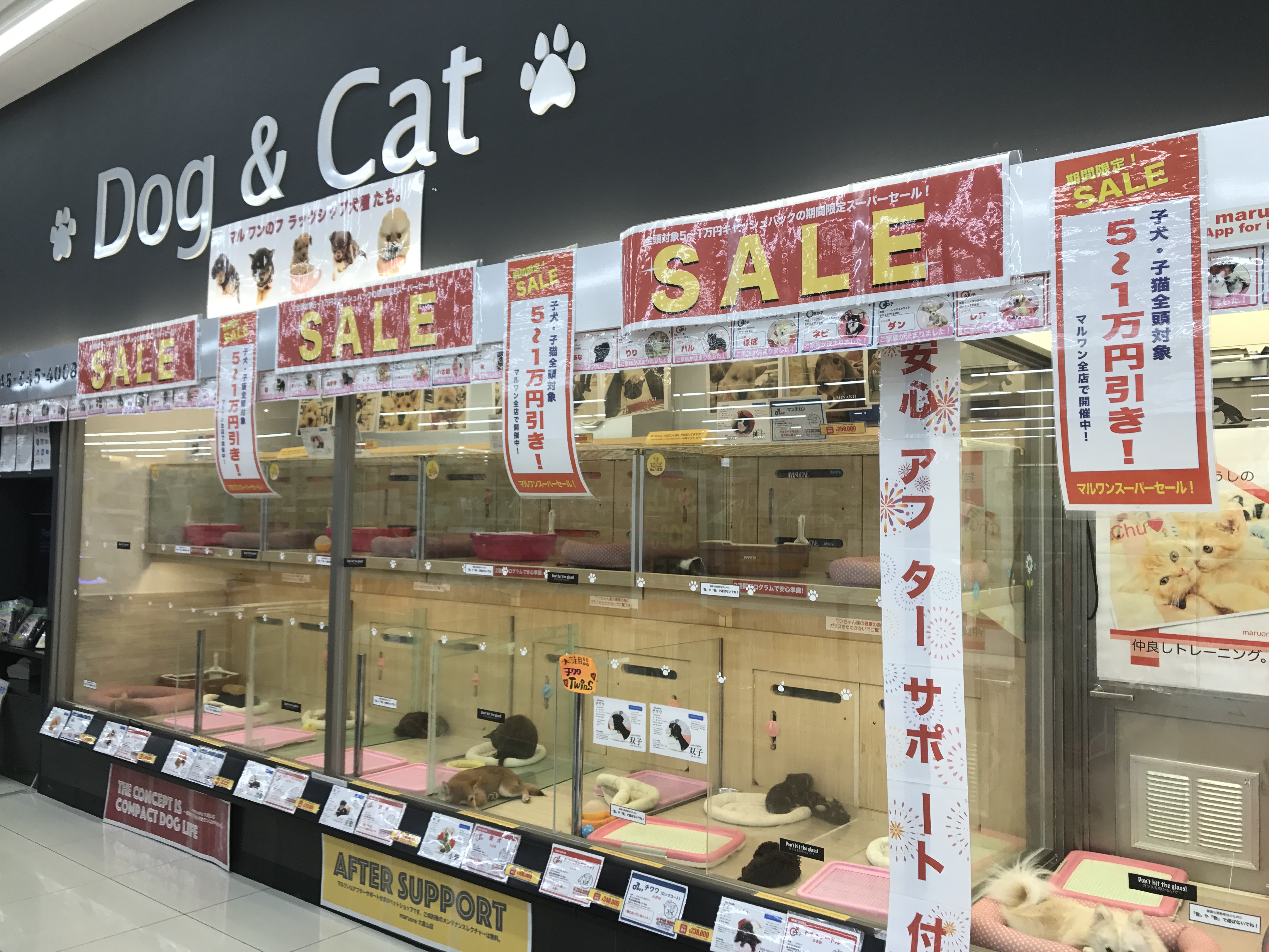 全頭5万円〜１万円OFF！ | 【オトク情報！】大倉山店は超!超!超!スーパーセール！（期間限定）