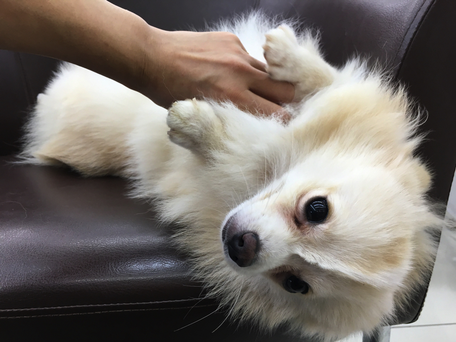 モヒカンは天然モノ | ポメラニアン - マルワン大倉山店