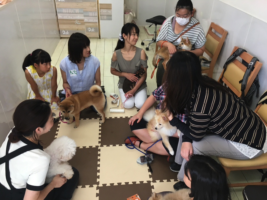 1頭ずつのお肌の状態や毛量などを見ながら個人レッスン | 【パピー教室】マルワン白楽店＆大倉山店合同イベント!アニコムパピー教室