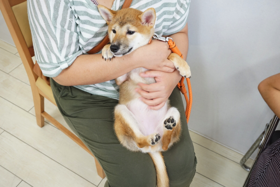 「気持ちよく寝てたのに…」少しボケボケしてるコロちゃん | 【パピー教室】マルワン白楽店＆大倉山店合同イベント!アニコムパピー教室