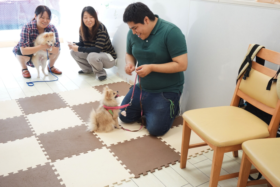 目と目で通じ合うアイコンタクトからのおすわり | 【パピー教室】マルワン白楽店＆大倉山店合同イベント!アニコムパピー教室