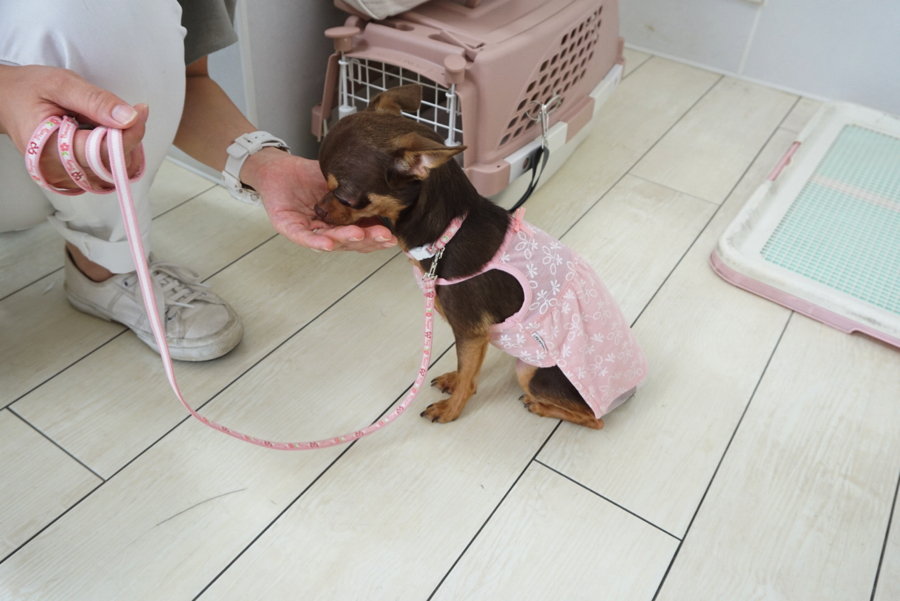 プッチーちゃん。ビシッとおすわりを披露してくれました!! | 【パピー教室】マルワン白楽店＆大倉山店合同イベント!アニコムパピー教室
