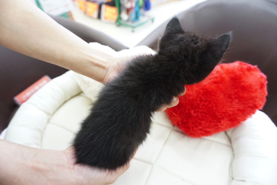 マンチカン 黒猫 - マルワン大倉山店