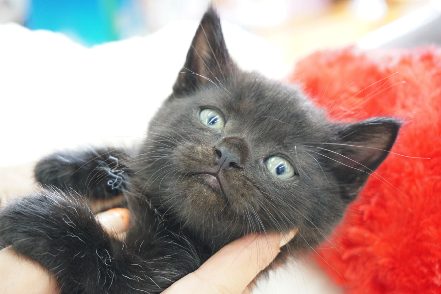 マンチカン 黒猫 - マルワン大倉山店