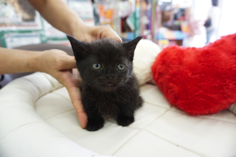 マンチカン 黒猫 - マルワン大倉山店