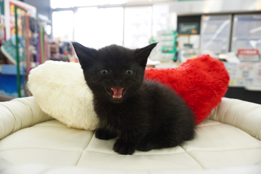 マンチカン 黒猫 - マルワン大倉山店