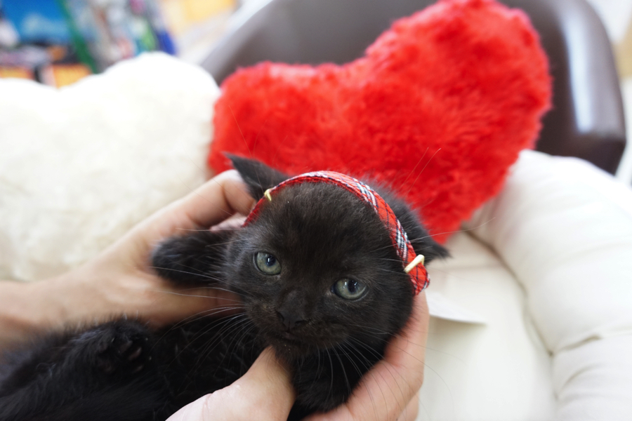 マンチカン 黒猫 - マルワン大倉山店