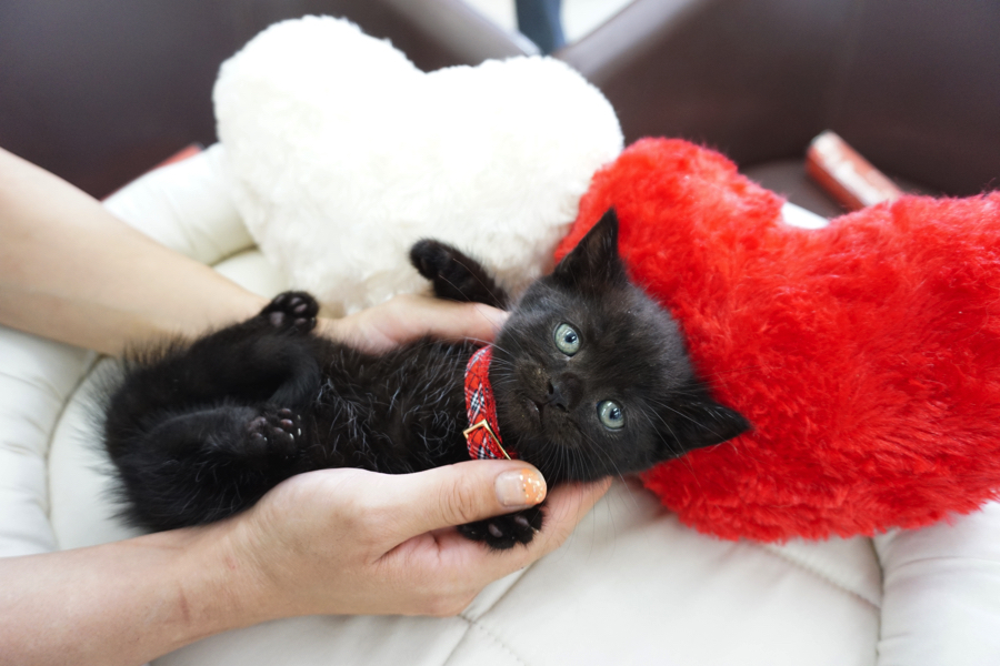 マンチカン 黒猫 - マルワン大倉山店