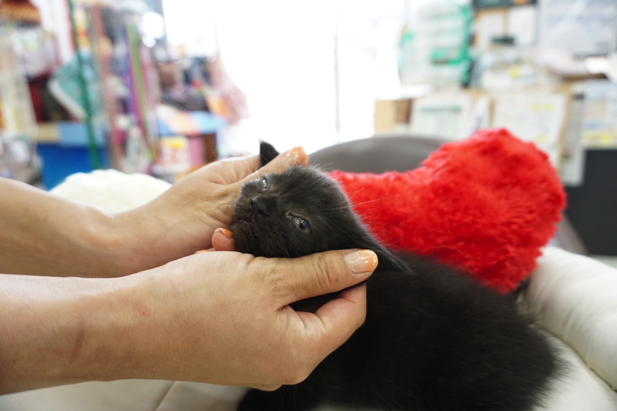 マンチカン 黒猫 - マルワン大倉山店